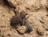Listroderes costirostris